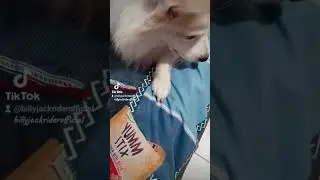 High-protein dog treats #billyjackriderofficial