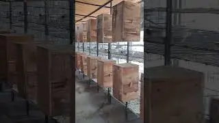 Raw partots setup #parrots #breeding #breeder #talkingparrot #setup #breedingsetup #hach #ytshorts
