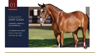 Lot 01 | Callaho Lady Gaga (Lissabon x Benicio x Sir Donnerhall I)