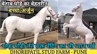 देखिए नीलेश भाई के फार्म पर बेताब घोड़े का बेहतरीन बच्चा अर्जुन ! (9881453040)