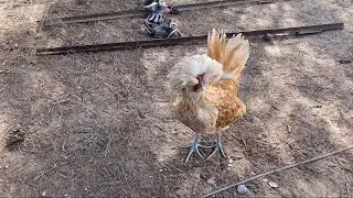 Polish rooster walking around