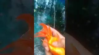 unbelievable water come out from gold fish belly