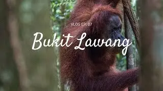 Bukit Lawang - A wild orangutan appeared!