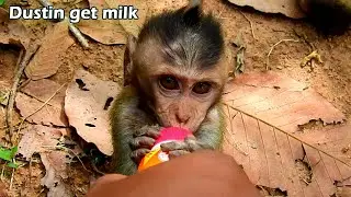Dustin extremely hungry milk we try feed milk to him, but Piper try disturb Dustin get milk