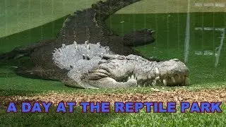OUR REPTILE PARK ADVENTURE - Secret Sauce Excursions
