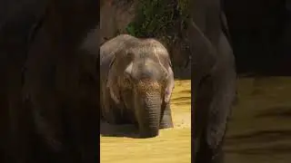 Elephant is cooling off itself #shorts #animals #wildlife #nature