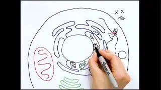How do cells handle stress???