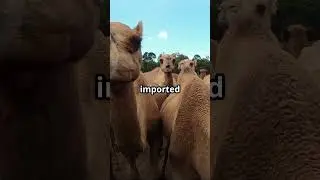 Camel Capital of the WORLD!  🐫 #funfacts #trivia #quiz #foryou #camels