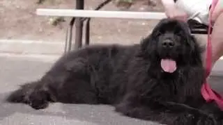 Advanced Health & Education - Pet therapy