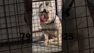 American bully stud 🔥
