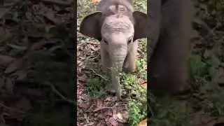 Adorable Elephant Baby running to Mom 🐘 || Cute elephant video 😍|| #shots #elephant