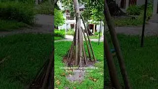 Walking Palm: The Plant That Refuses to Stay Put #greenminute #education #viralvideo #viral #nature