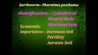 XII Zoology Practical Exam/ Earthworm 