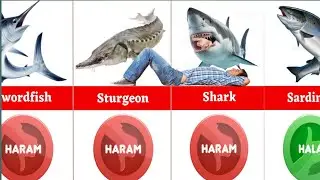 Halal And Haram Fish In The World | Halal & Haram Fish