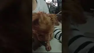 Cute dogie #dogie #cute #cutedogie #short #shortworld