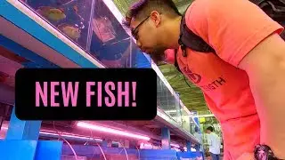 Bought *NEW FISH* - Green Terror Cichlid