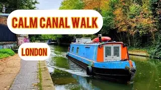 🦢 Calm Canal Walk in England &ndash; Swans, Water & Green Nature