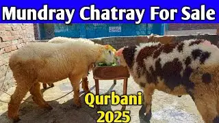 Mundray Chatray || For sale || Gujranwala home breed || Qurbani 2025 ||