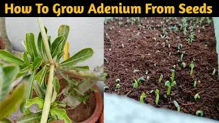 How To Grow Adenium From Seeds Hindi