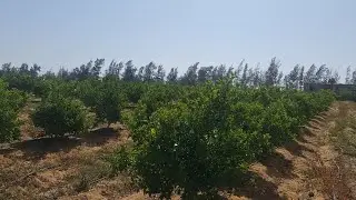 قطعة 5 فدان موركت اسباني عقد ملك نهائي في وادي النطرون طريق مصر اسكندرية الصحراوي