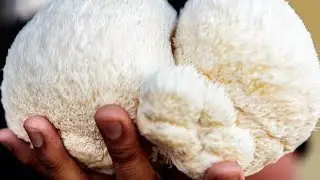 Grow your own Lions Mane. Inoculation guide - all in one bag and liquid culture.