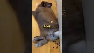 Bunnies eat their own poop!? 💩