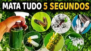 MELHOR INSETICIDA CASEIRO MATA PULG&Atilde;O COCHONILHA &Aacute;CAROS E MOSCA BRANCA @josevando Luiz 