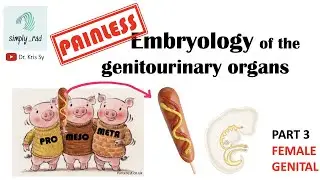 [Painless] Embryology of the GU - female genital tract
