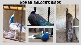 VISIT TO KHANPUR | PEACOCK VILLA