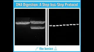 Perfect DNA Digestion Every Time. A Step-by-Step Protocol