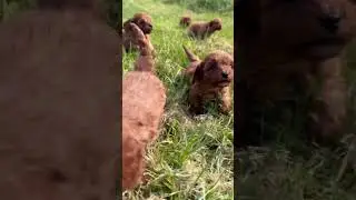 Supper Cute cavoodle puppies are running and playing like a little mouse 🐶🥺😍🐶