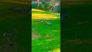 #nature #explore #bird #duck #relaxingmusic #australia #shorts