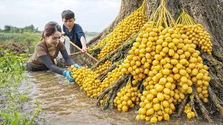 Harvesting Rare Golden Dates by Stream, Peel Process Taking Seed - Fermenting them into Fine Wine