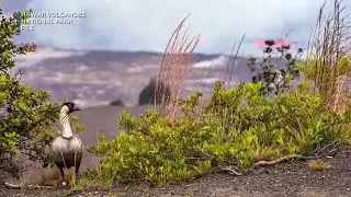 Nene geese flock to Hawaii Volcanoes National Park