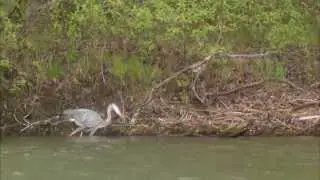 Wisconsin Birding | Discover Wisconsin