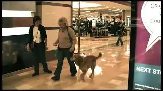 Phoenix AZ Dog Training
