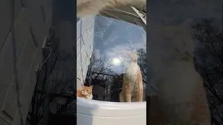 Seeing if your friends can come out to play! 📣🐈 #cat  #animallife #funny