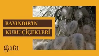 Gaia [Bölüm 4] Bayındır'ın Kuru Çiçekleri