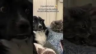 Cat and dog share a bed, squished but happy 🐱🐶 #pet #fyp #Cute #viral #funnyvideos