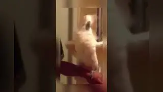 Funniest laughing cockatoo 😂#shorts #parrots #cockatoo