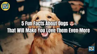 5 Fun Facts About Dogs 🐶 That Will Make You Love Them Even More