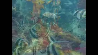 ROB DAVIX -  WATERDREAM