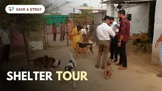 Journey of Hope: A Heartwarming Tour of Our Shelter Home for stray dogs in Need  || Save A Stray