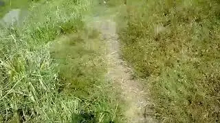 En busca de guppys salvajes🐠 parte#2
