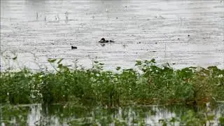 Little grebe chicks