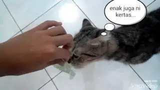 Kucing lucu jilatin kertas