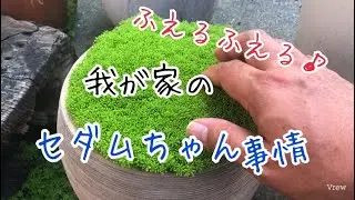 セダムが増える増える