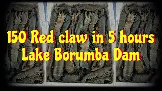 Red claw fishing Lake Borumba Dam catching  red claw Queensland yabbies yabby hunting Queensland