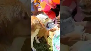Pets Fails | Try No To Laugh | Best Fails of The Week #fails #funny #failsvideo #dog
