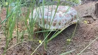 Giant Sawtooth (Lentinus ponderosus) - All Mushrooms Are Magic